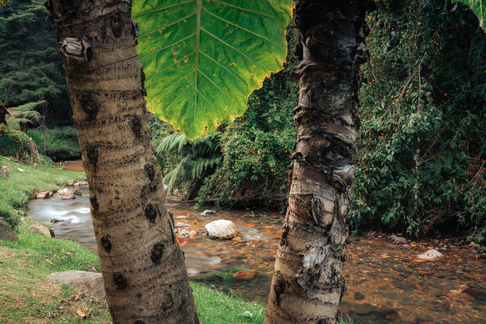 Bubblesky Glamping 15 Min From Medellin Hotel Rionegro Exterior photo